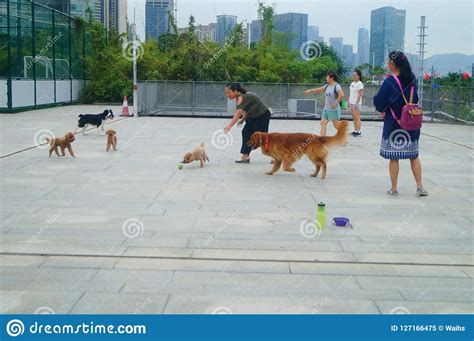 深圳哪裏玩狗狗：狗狗在城市中的快乐天堂